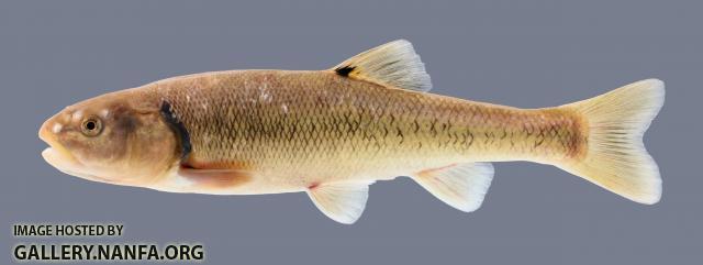 Semotilus atromaculatus Creek Chub 1589