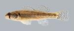 Etheostoma cragini Arkansas Darter 1368