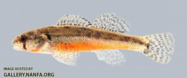 Etheostoma cragini Arkansas Darter 1287