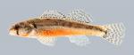 Etheostoma cragini Arkansas Darter 1287