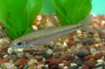 Channel Shiner - Notropis wickliffi