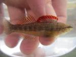 Pinewoods Darter