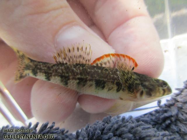 Seagreen Darter