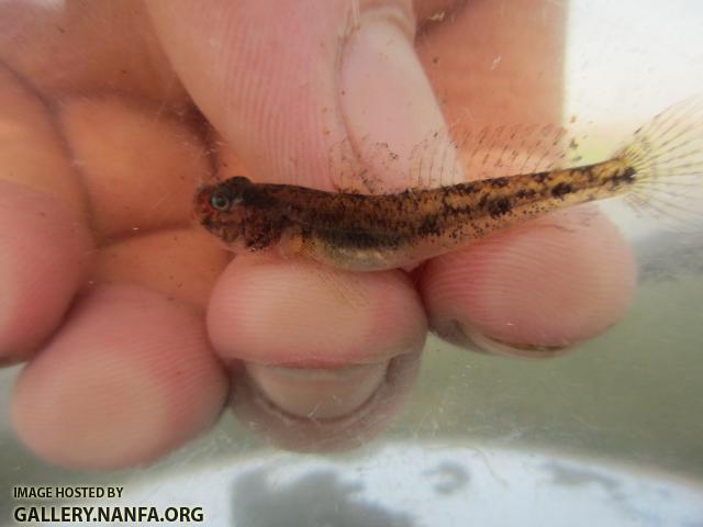 Freshwater Goby