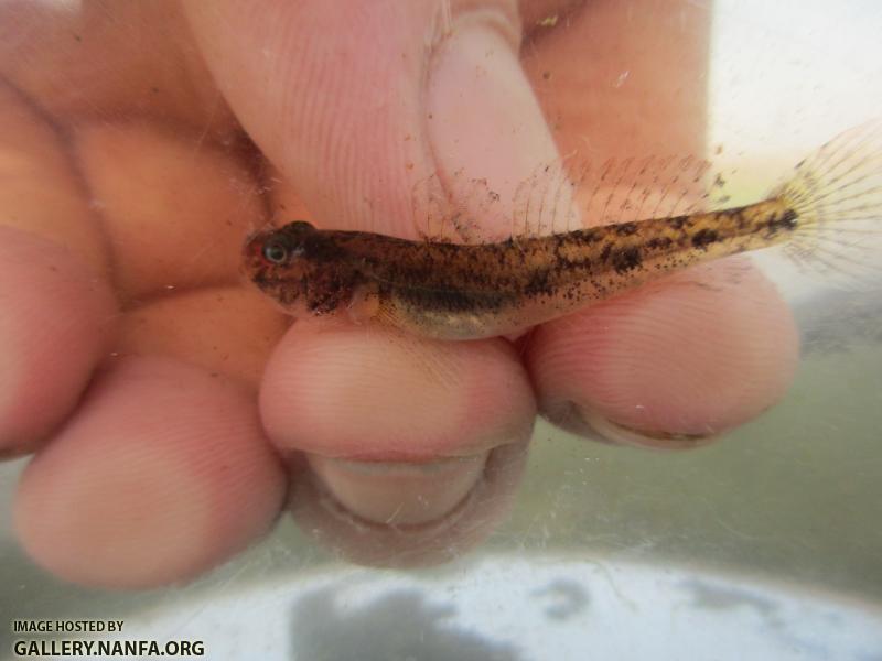 Freshwater Goby