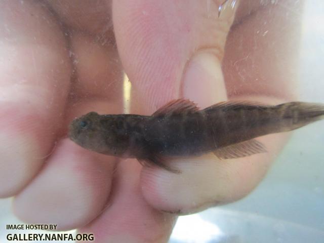 Naked Goby