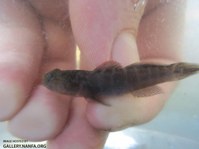 Naked Goby