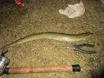 American Eel