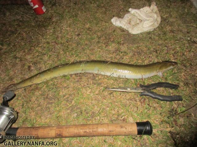 American Eel