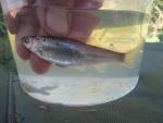 Eastern Silvery Minnow