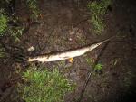 Longnose Gar