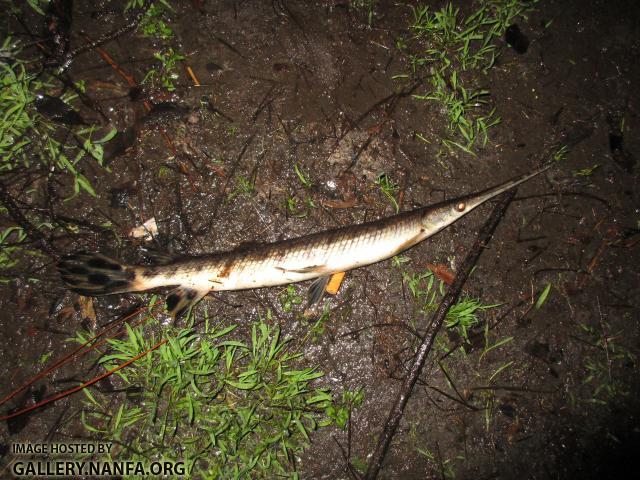 Longnose Gar