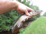 Chain Pickerel