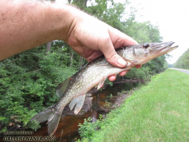 Chain Pickerel