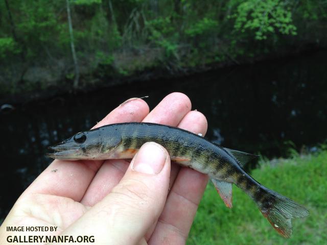 Redfin Pickerel