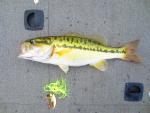 Spotted Bass