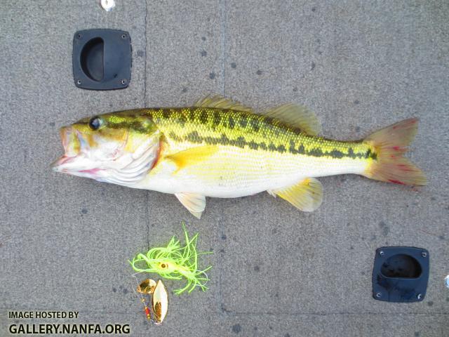 Spotted Bass