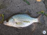 Black Crappie