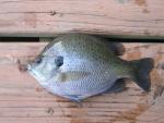 Bluegill