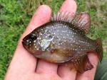 Bluespotted Sunfish