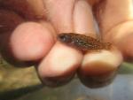 Everglades Pygmy Sunfish