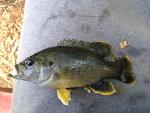 Green Sunfish