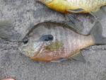 Redbreast Sunfish