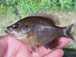 Spotted Sunfish