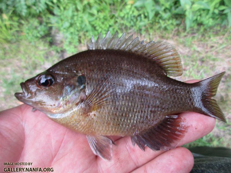 Spotted Sunfish