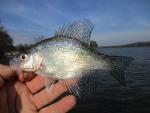 White Crappie