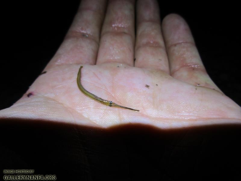 Atlantic Needlefish