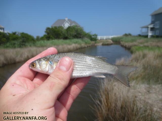 Striped Mullet