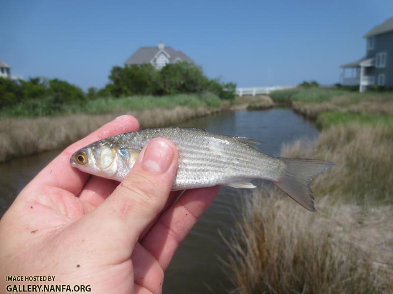 Striped Mullet