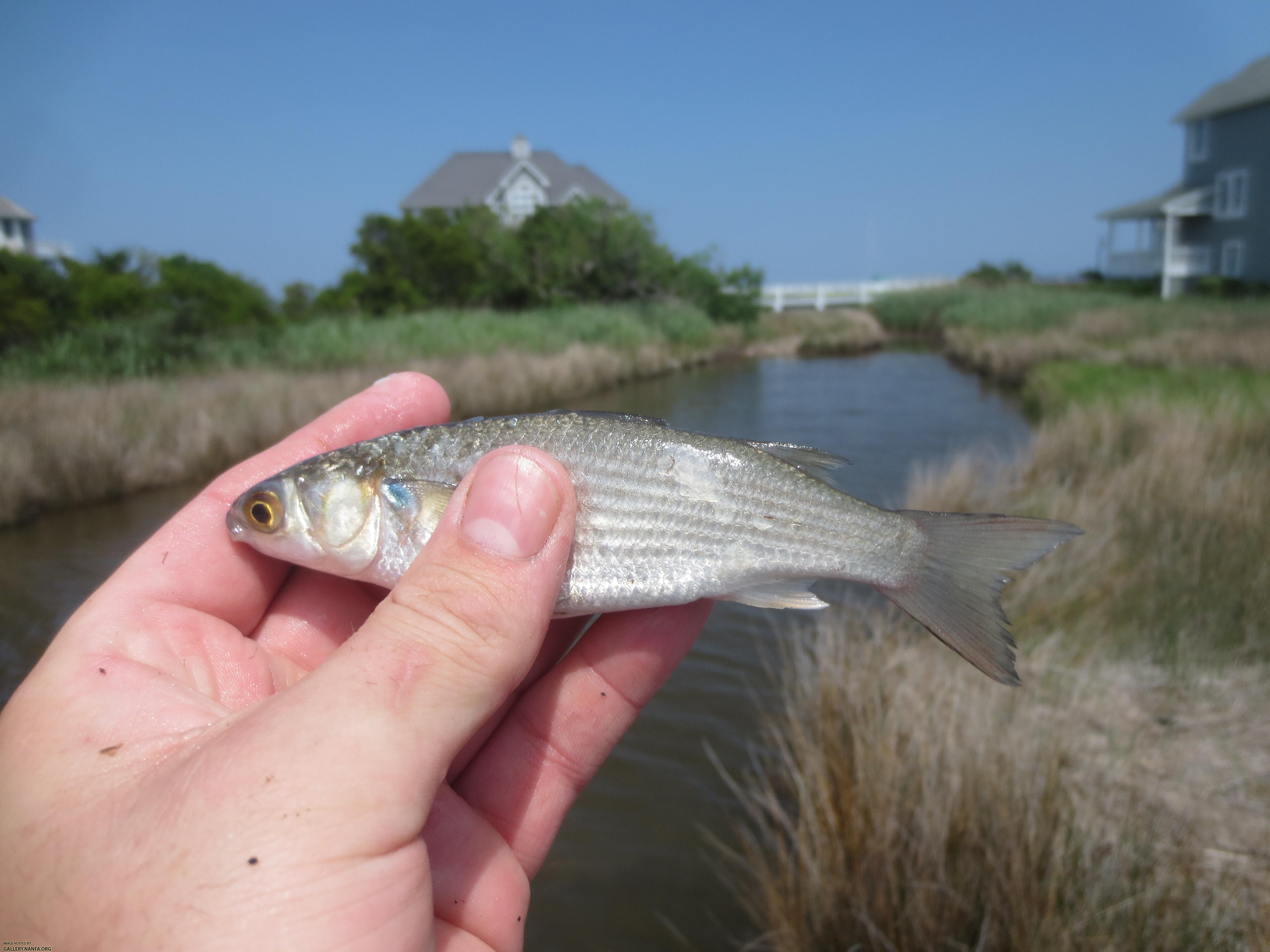 Striped Mullet