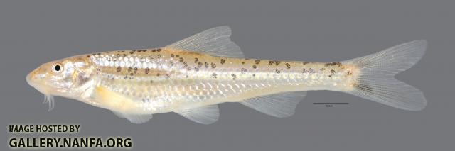 Macrhybopsis tetranema Peppered Chub 2914ws