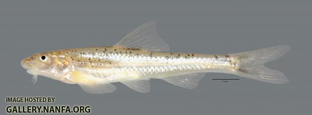 Macrhybopsis tetranema Peppered Chub 3054ws