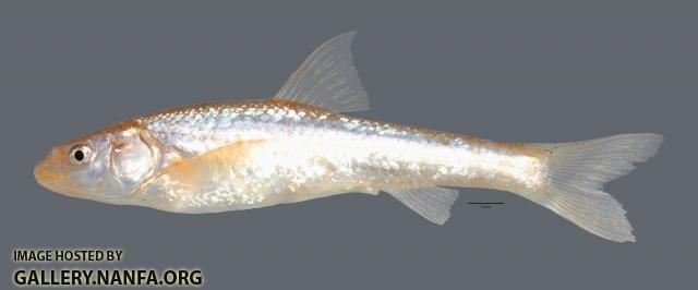 Hybognathus placitus Plains Minnow 3417ws