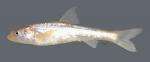 Hybognathus placitus Plains Minnow 3417ws