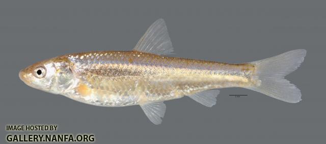 Hybognathus placitus Plains Minnow 3549ws