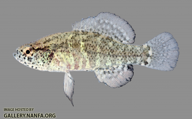 Elassoma zonatum Banded Pygmy Sunfish 6185