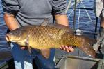 Common Carp - Cyprinus carpio