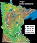 S_canadensis1 (2)