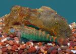 Rainbow Darter - Etheostoma caeruleum