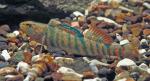 Rainbow Darter Phalen1a