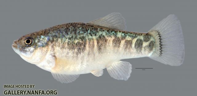 Cyprinodon rubrofluviatilis Red River Pupfish 4414ws