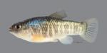 Cyprinodon rubrofluviatilis Red River Pupfish 4652ws