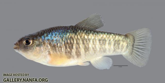 Cyprinodon rubrofluviatilis Red River Pupfish 4652ws