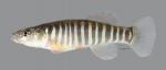 Fundulus zebrinus Plains Killifish 4754ws