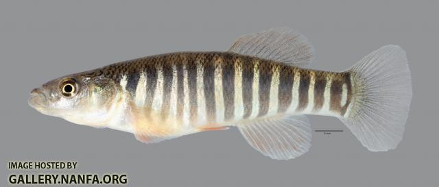 Fundulus zebrinus Plains Killifish 4754ws