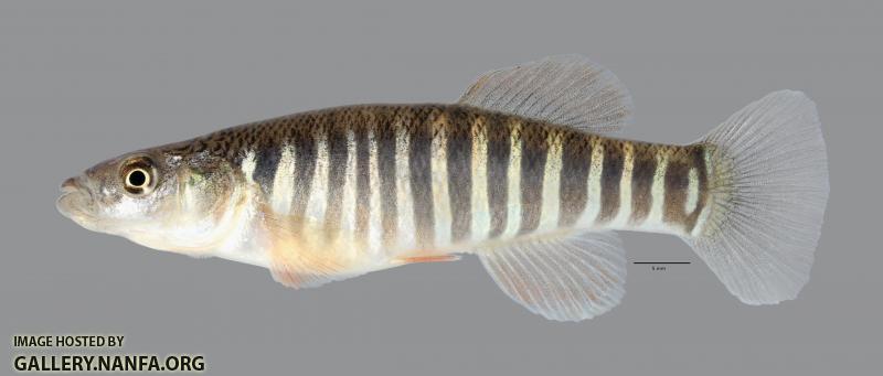 Fundulus zebrinus Plains Killifish 4754ws